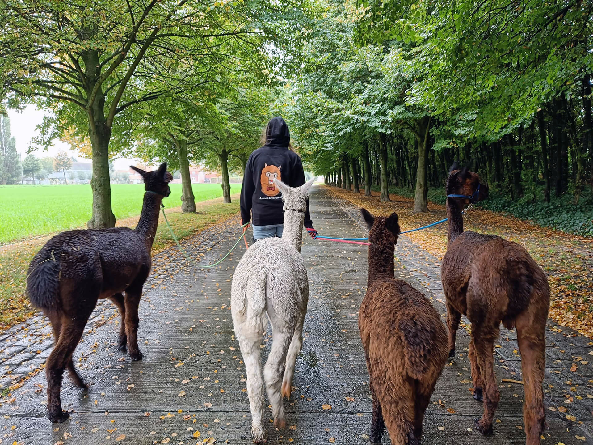 alpacaboerderij wielsbeke james en frenzie achtergrond 3 2