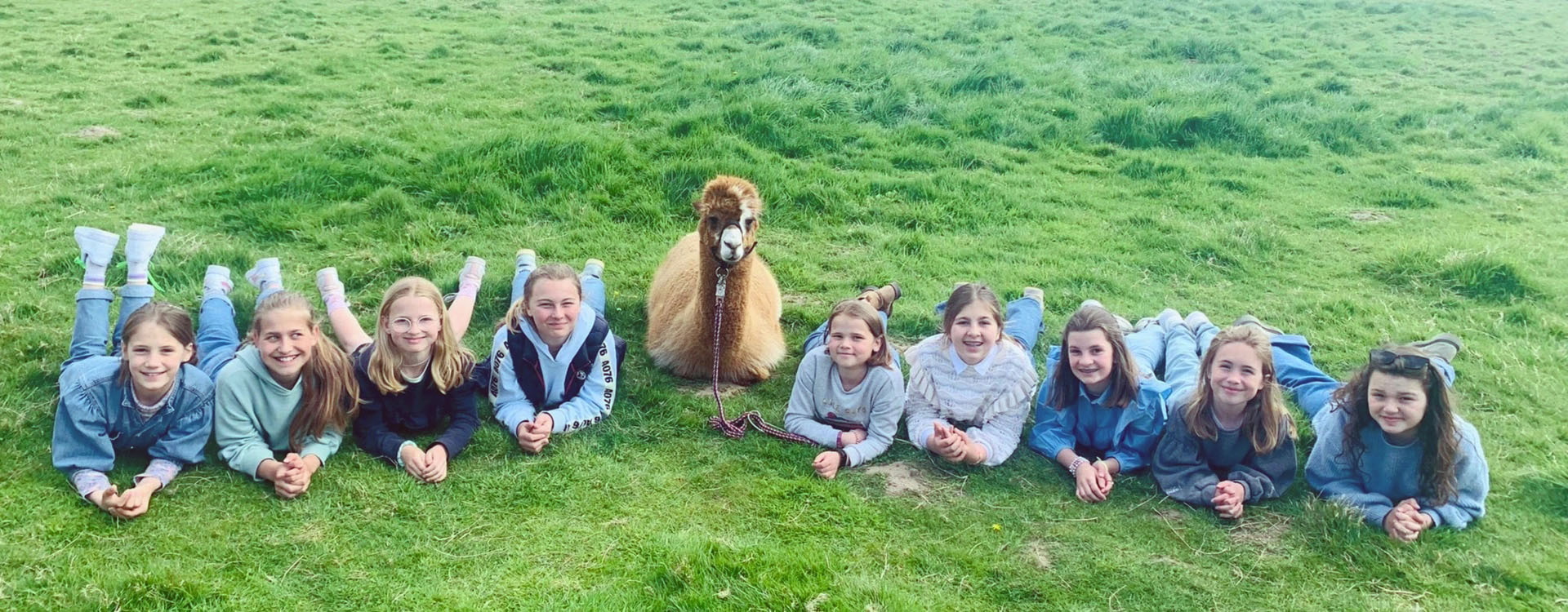 alpacaboerderij wielsbeke james en frenzie achtergrond 5 2