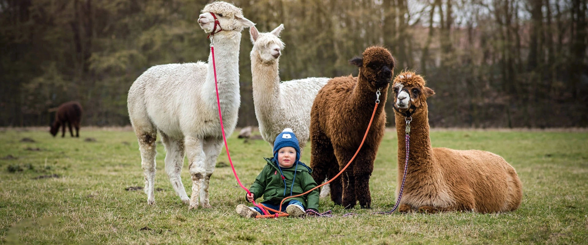 alpacaboerderij wielsbeke james en frenzie achtergrond 6 2