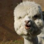 alpacaboerderij wielsbeke james en frenzie alpacas ellie 1