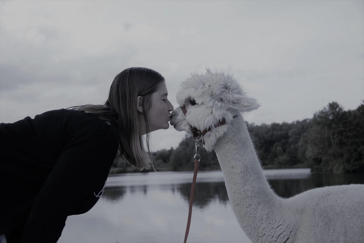 alpacaboerderij wielsbeke james en frenzie alpacas ellie 4