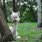 alpacaboerderij wielsbeke james en frenzie alpacas ellie 6