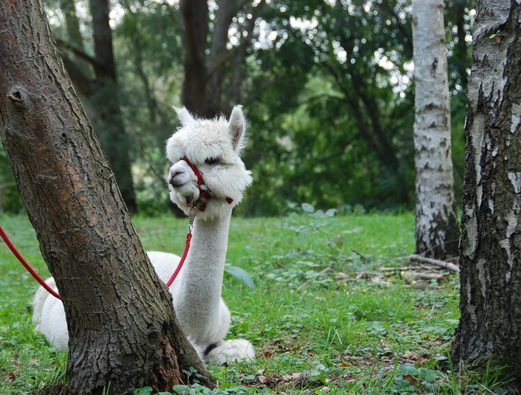 alpacaboerderij wielsbeke james en frenzie alpacas ellie 6