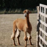 alpacaboerderij wielsbeke james en frenzie alpacas james 1