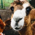 alpacaboerderij wielsbeke james en frenzie alpacas james 3