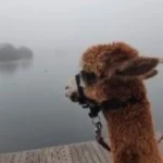 alpacaboerderij wielsbeke james en frenzie alpacas james 4