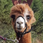 alpacaboerderij wielsbeke james en frenzie alpacas james 5