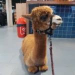 alpacaboerderij wielsbeke james en frenzie alpacas james 7