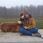 alpacaboerderij wielsbeke james en frenzie alpacas james 8