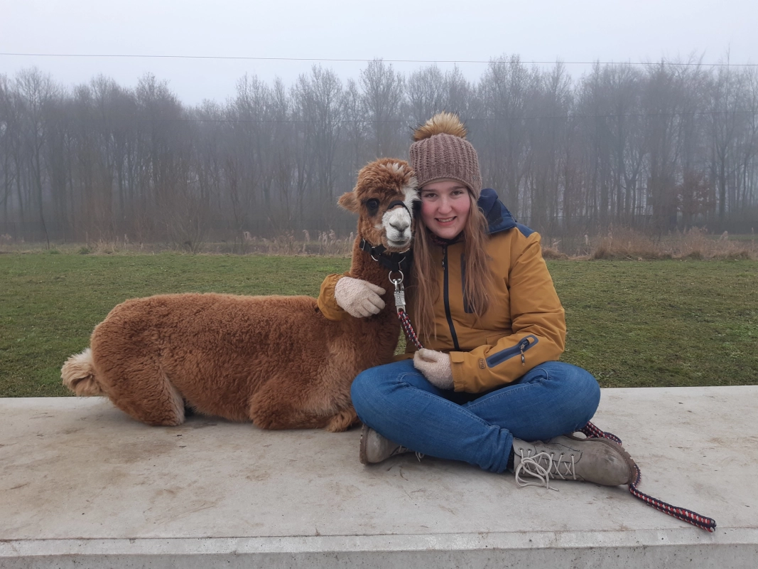 alpacaboerderij wielsbeke james en frenzie alpacas james 8