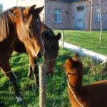 alpacaboerderij wielsbeke james en frenzie alpacas lola 1