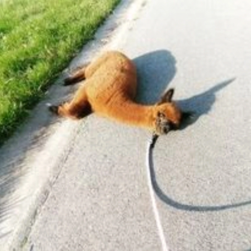 alpacaboerderij wielsbeke james en frenzie alpacas lola 2