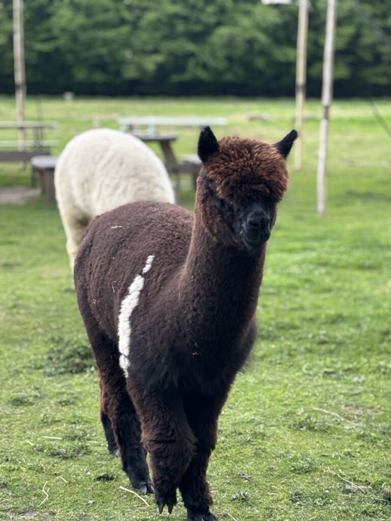 alpacaboerderij wielsbeke james en frenzie alpacas boris