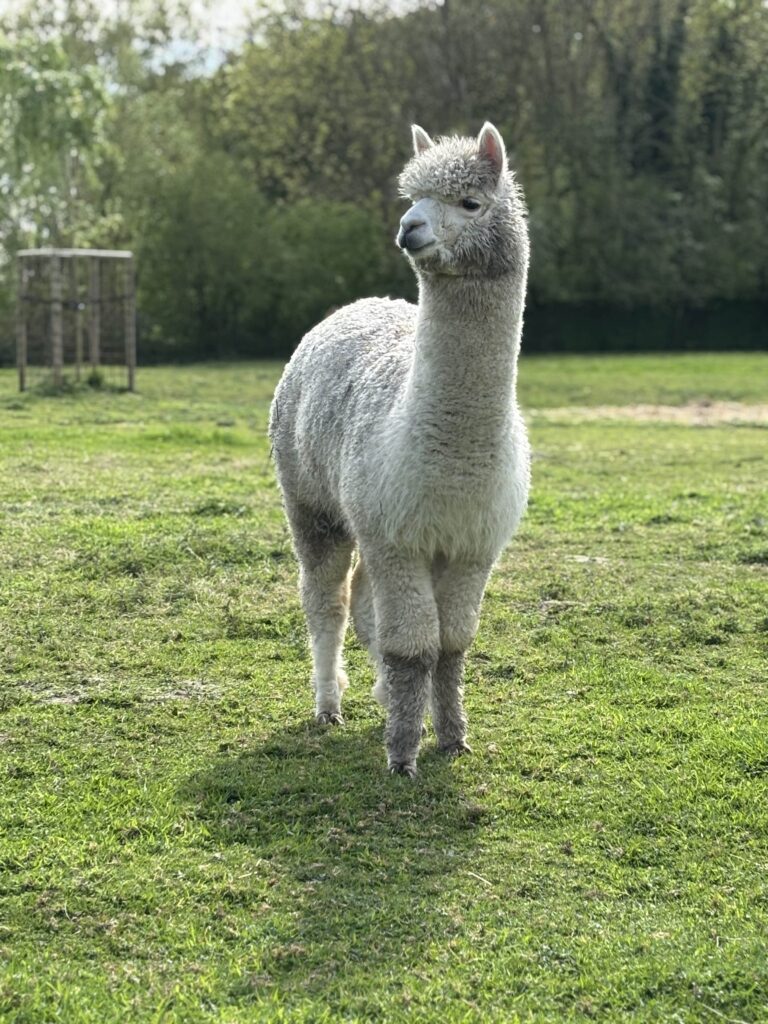 alpacaboerderij wielsbeke james en frenzie alpacas charlie