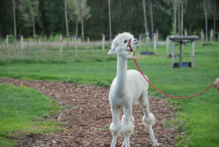alpacaboerderij wielsbeke james en frenzie alpacas elisabeth(ellie)