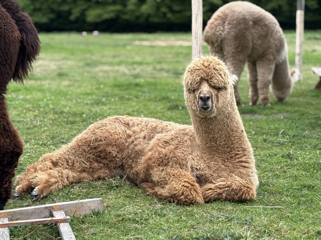 alpacaboerderij wielsbeke james en frenzie alpacas ezra