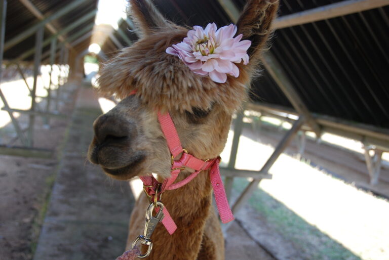 alpacaboerderij wielsbeke james en frenzie alpacas victoria(vicky)